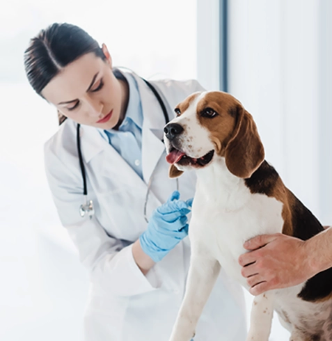 Mustafakemalpaşa Veteriner